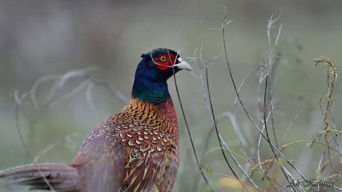 Уссурийский фазан