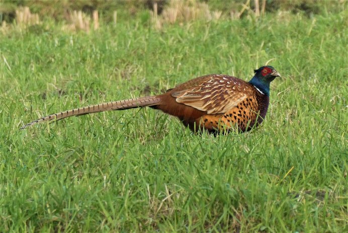 Дикий фазан Крымский