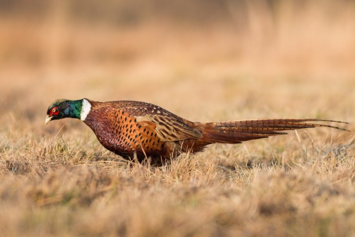 Королевская фазани