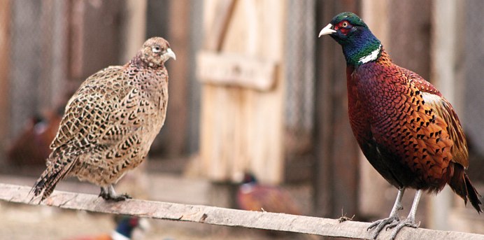 Фазан самка и самец