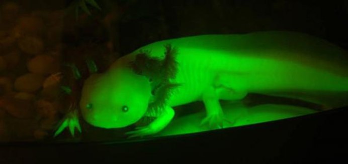 GFP аксолотль