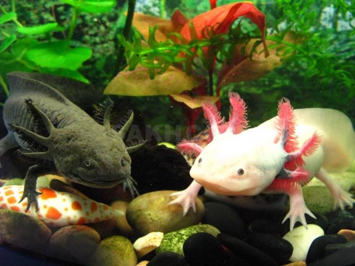 Аксолотль (Ambystoma mexicanum)