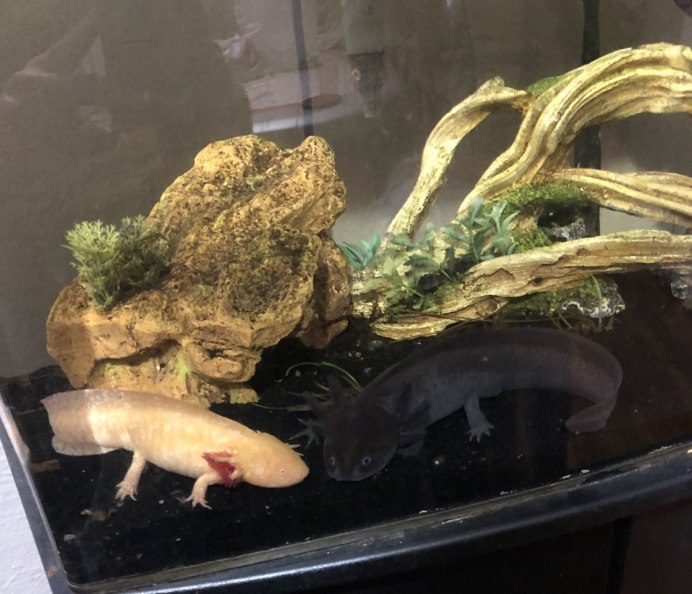 Морской дракон аксолотль