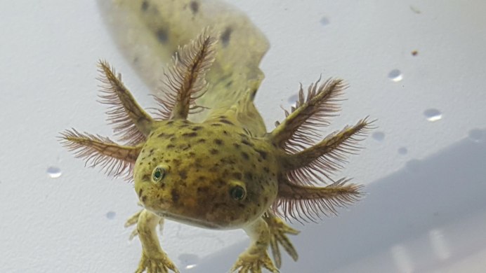 GFP аксолотль