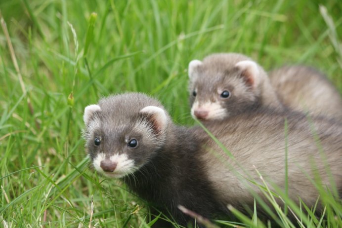 Колонок Mustela sibirica Pallas, 1773