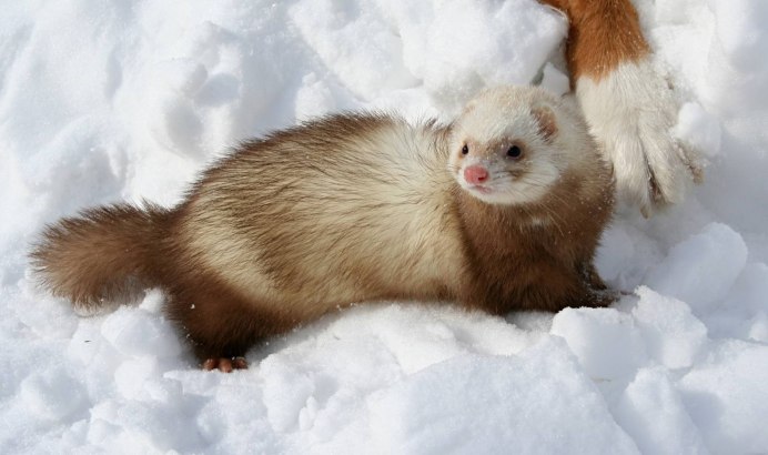 Mustela itatsi