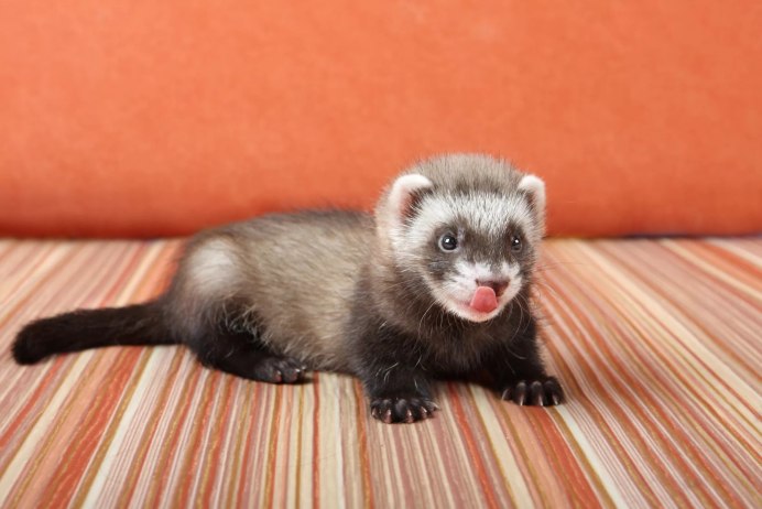 Ласка (Mustela nivalis)