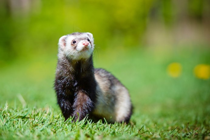 Горностай (Mustela erminea)