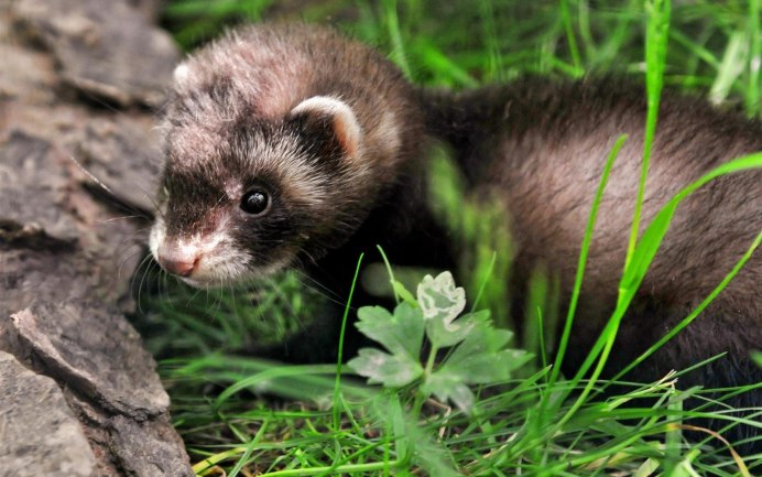 Сибирский колонок Mustela sibirica