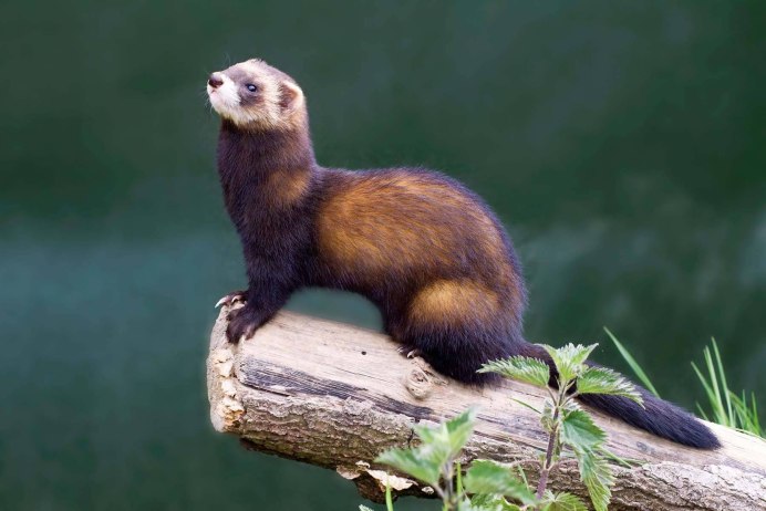 Колонок Mustela sibirica
