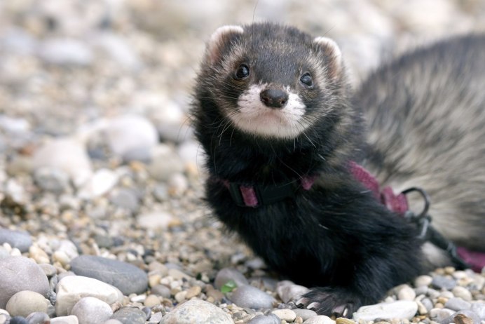 Сибирский колонок Mustela sibirica