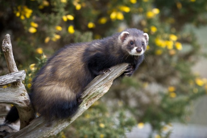 Колонок (лат. Mustela sibirica)