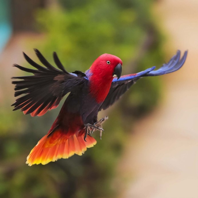 Королевский Стервятник