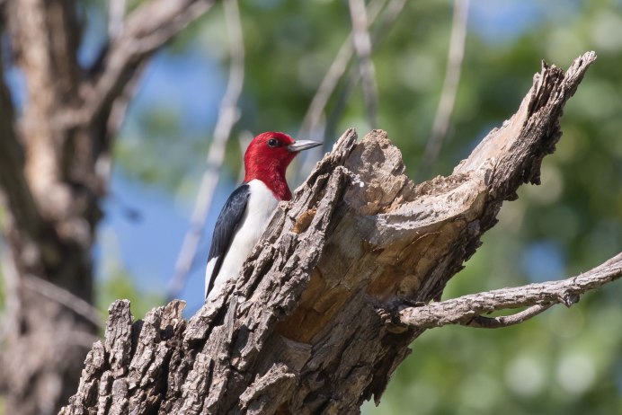 Красноголовый нырок фото птицы