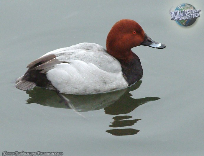 Китайские птицы