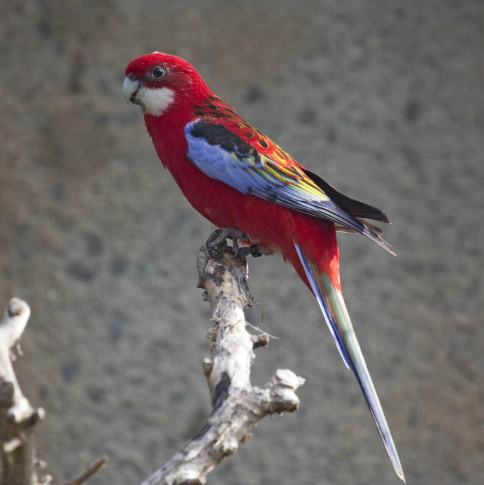 Желтоспинный широкохвостый Лори