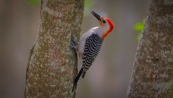 Фигурка "Королевский гриф"