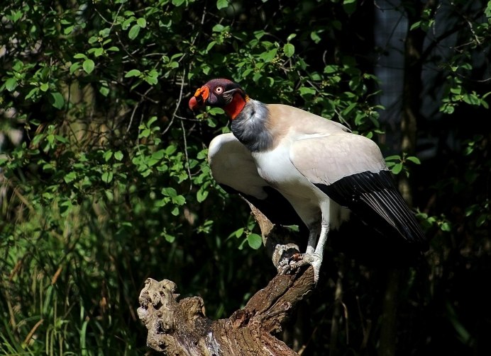 Красноголовый нырок