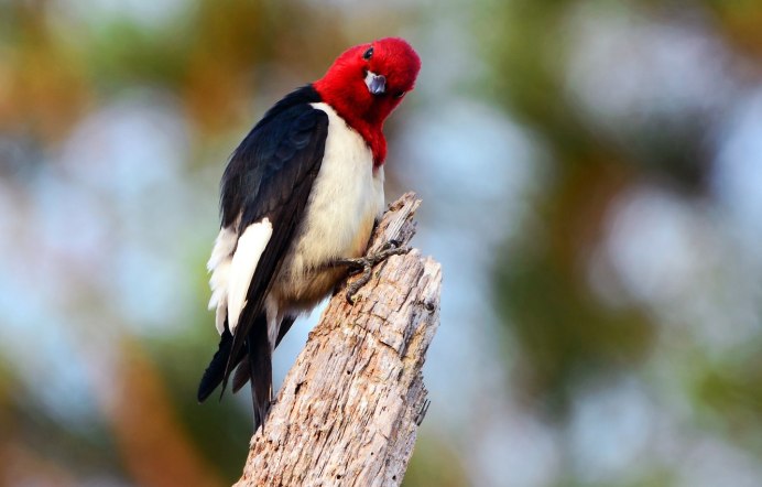 Красноголовый дятел