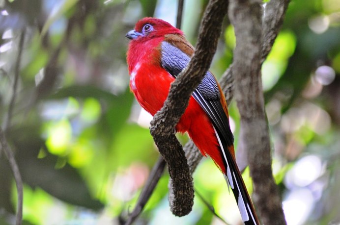 Манакин птица