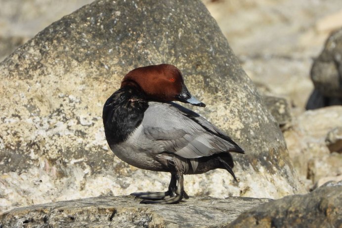 Белокрылая пиранга