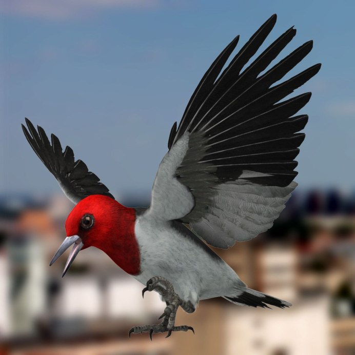 Фиджийская попугайная амадина