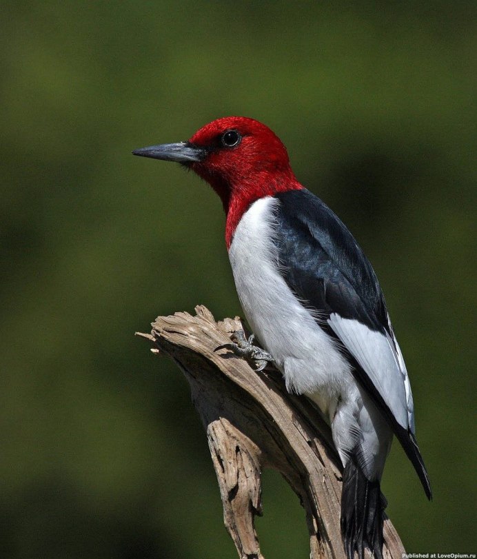 Красивые фото птицы Rufous