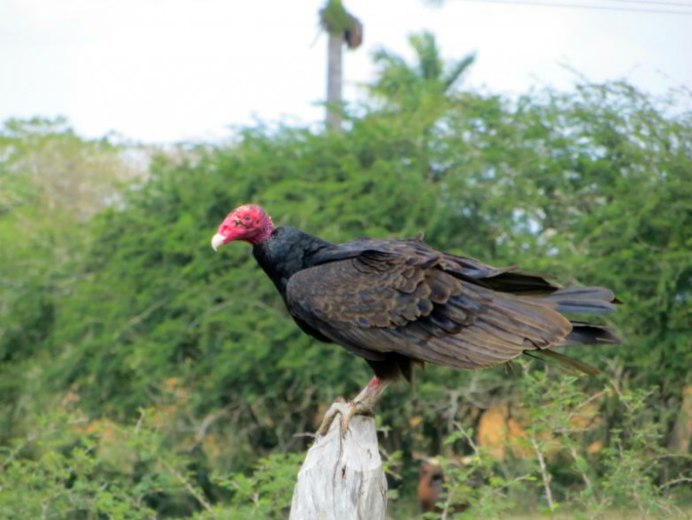 Птицы Южной Америки Агами