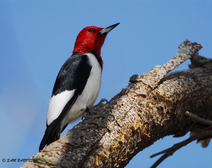Красноголовый попугай бутан