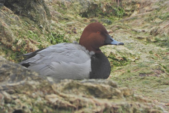 Campephilus rubricollis