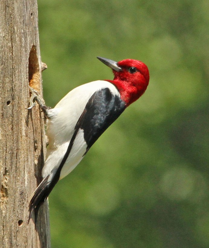 Red-headed Woodpecker