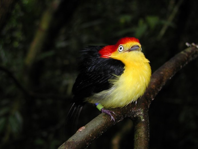 The Bird is on the Tree показать картинки