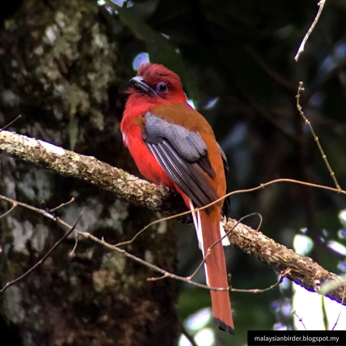 Красноголовый Дрозд