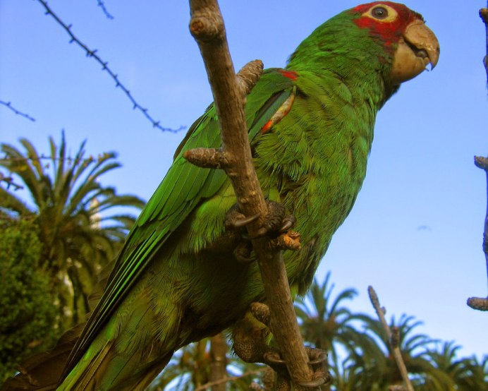 Красноголовый дятел