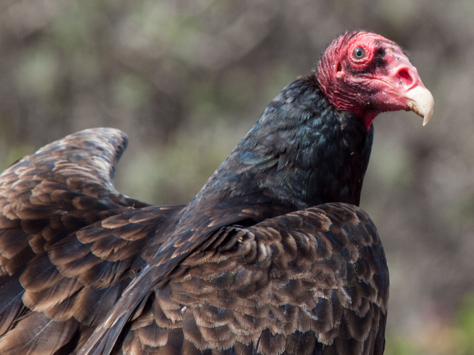 Красноголовый Манакин