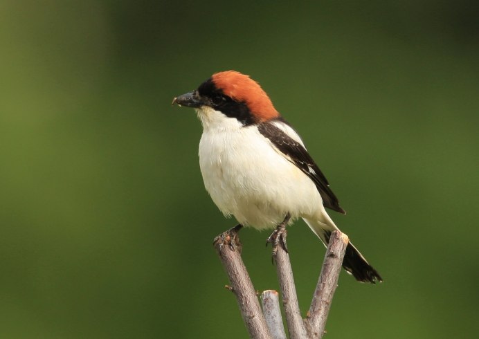 Синий дятел