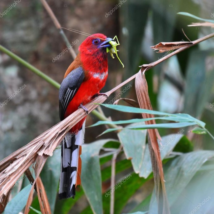 Красноголовый дятел