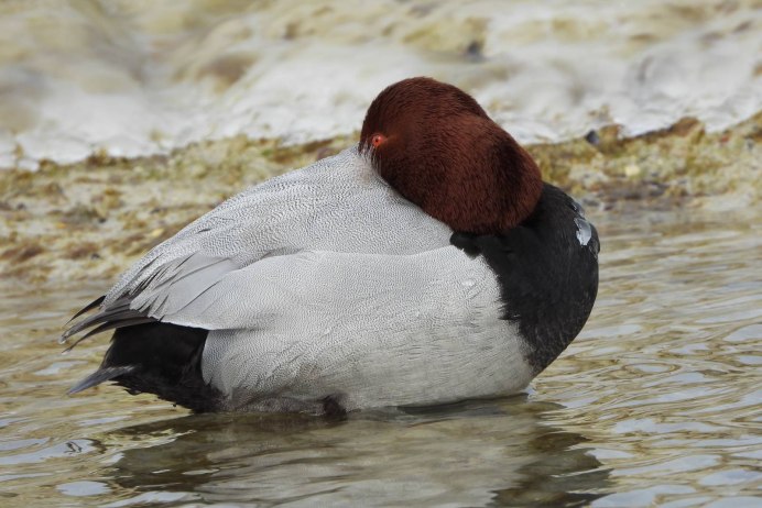 Ягнятник Бородач птица красная