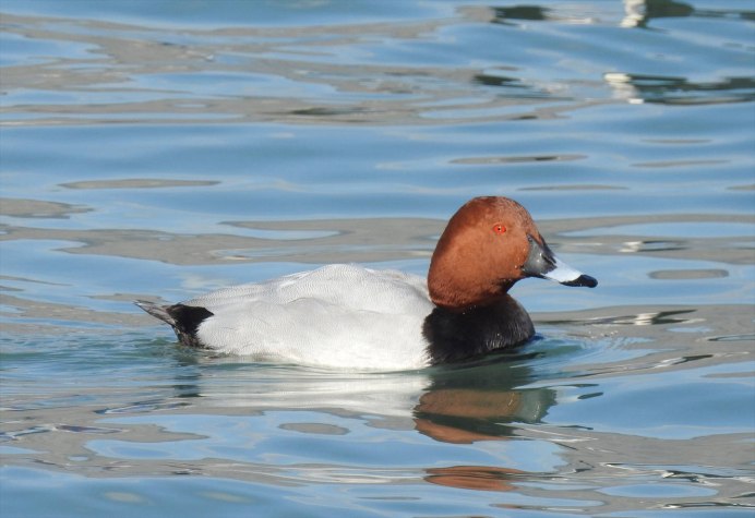 Красноголовый дятел