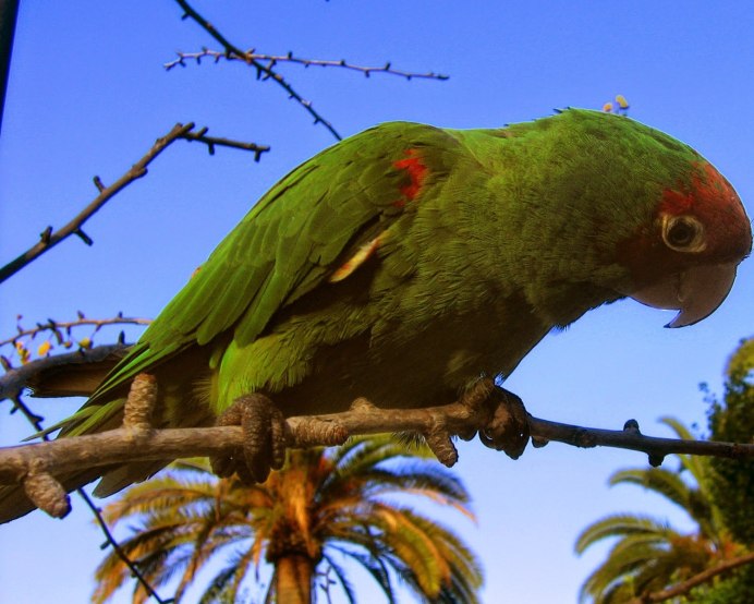 Красноголовый Момот