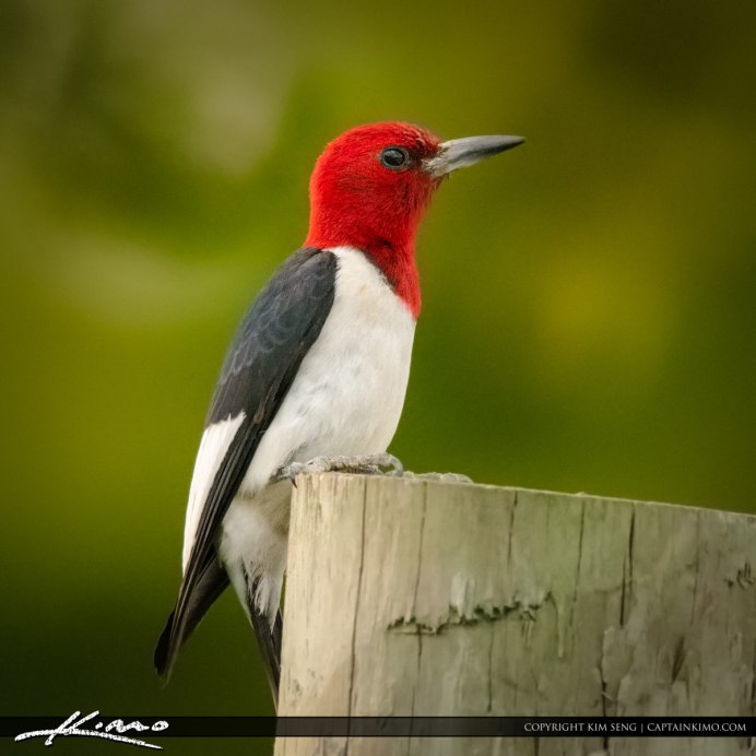 Большой нырок