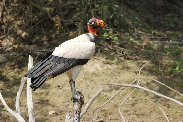 Королевский Кондор птица