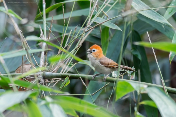 Краснохвостая чачалака