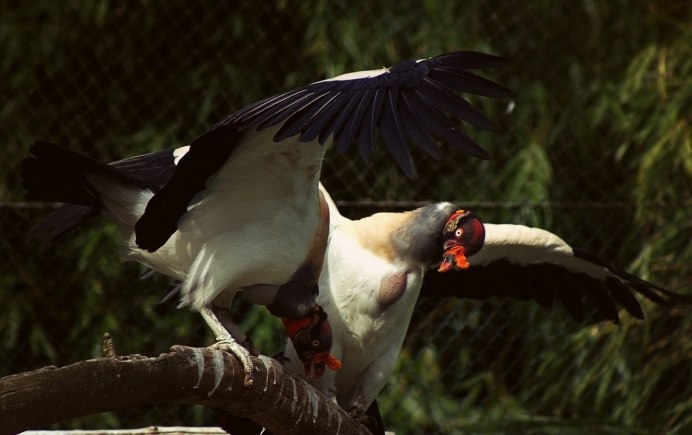 Алая Мизомела