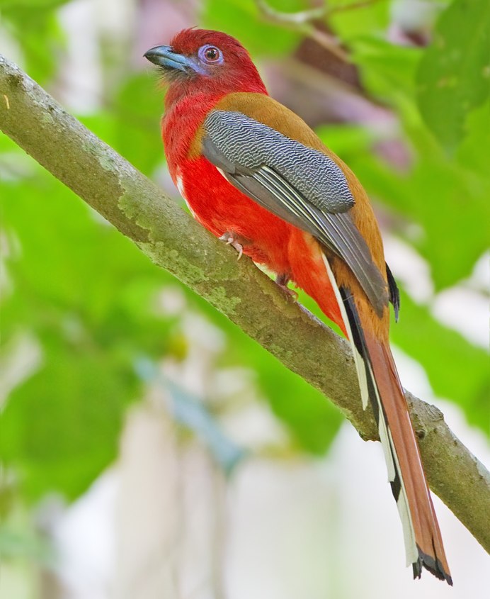 Карликовый нырок