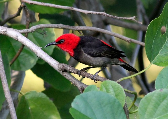 Птица Ибис Южная Америка