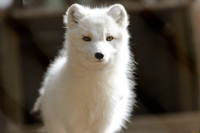 Arctic Fox английский песец