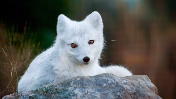 Песец (Alopex lagopus)
