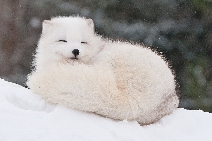 Песец Полярный Лис