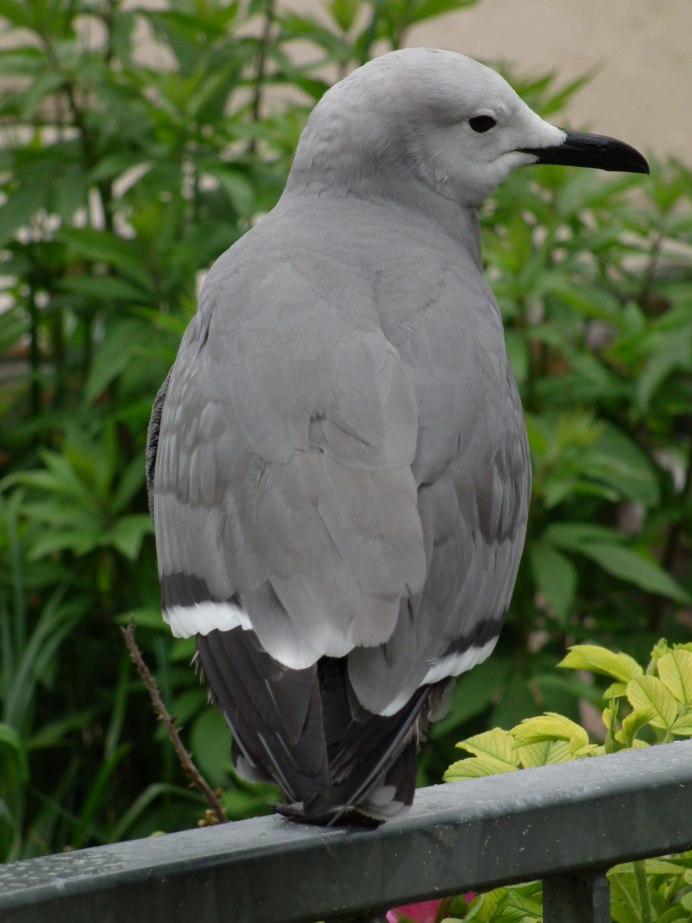 Черноголовый поползень